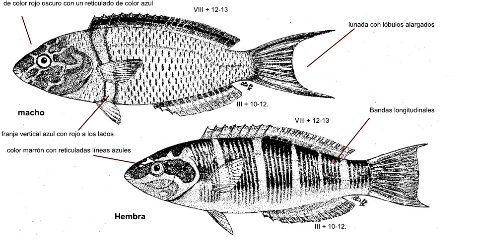 Thalassoma pavo_000001.jpg
